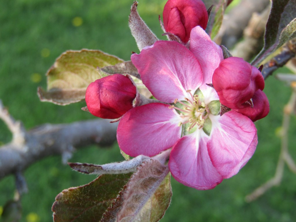 Apple Tree Blessings