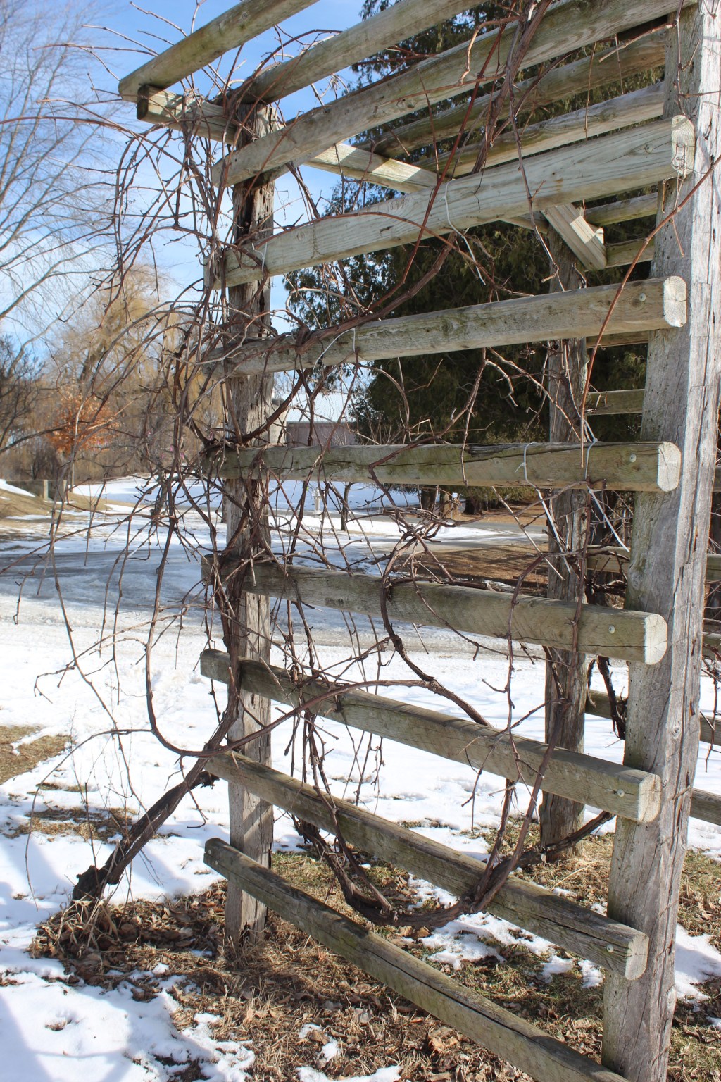 Blessing of Grapevines: St. Tryphon