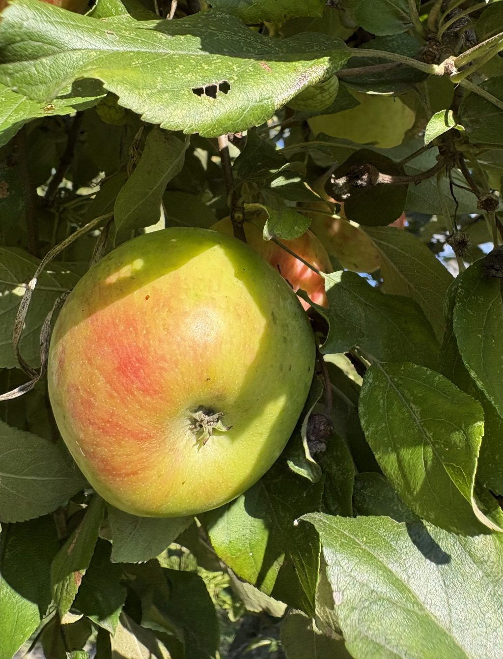 Saints for Apples